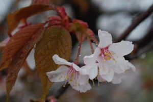 20150402雨の日も杜の遊歩道　桜編　ヤマザクラ (1)